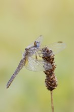 Scarlet Dragonfly (Crocothemis erythraea), female with dewdrops, North Rhine-Westphalia, Germany
