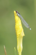 Red-eyed Damselfly (Erythromma najas), male, North Rhine-Westphalia, Germany
