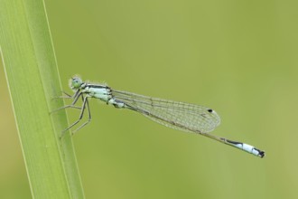 Blue-tailed damselfly (Ischnura elegans), male, North Rhine-Westphalia, Germany