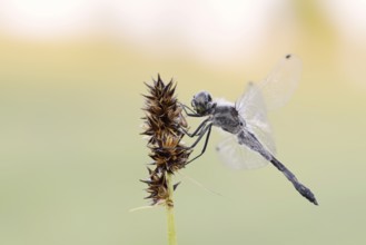 Black Darter (Sympetrum danae), male, North Rhine-Westphalia, Germany