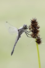 Black Darter (Sympetrum danae), male, North Rhine-Westphalia, Germany