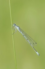 Horseshoe Damselfly (Coenagrion puella), male, North Rhine-Westphalia, Germany