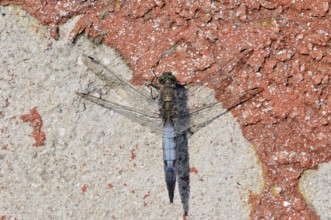 Black-tailed Skimmer (Orthetrum cancellatum), male, North Rhine-Westphalia, Germany