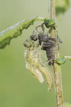 Black-tailed Skimmer (Orthetrum cancellatum), freshly hatched with exuvia, North Rhine-Westphalia,