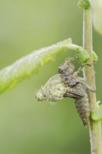 Black-tailed Skimmer (Orthetrum cancellatum), hatch, larva, dragonfly larva, North