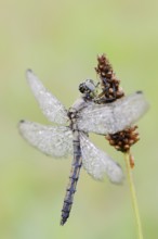 Black-tailed Skimmer (Orthetrum cancellatum), female with dewdrops, North Rhine-Westphalia, Germany
