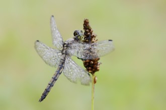 Black-tailed Skimmer (Orthetrum cancellatum), female with dewdrops, North Rhine-Westphalia, Germany
