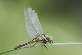 Black-tailed Skimmer (Orthetrum cancellatum), female, North Rhine-Westphalia, Germany