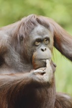 Bornean orangutan (Pongo pygmaeus), female, captive, occurring on Borneo