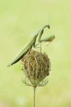 European mantis (Mantis religiosa), male, Haut-Rhin, Alsace, France
