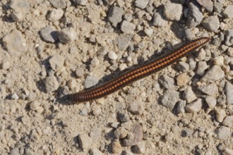 Sandstripe millipede or common two-stripe millipede (Ommatoiulus sabulosus), North