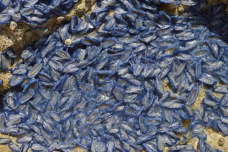 Sail jellyfish (Velella velella, Velella lata) on a stone in a tidal pool, Majorca, Balearic