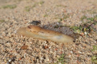 Nudibranch (Parmacella valencienni), Algarve, Portugal