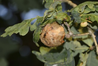 Oak sponge gall wasp (Biorhiza pallida), gall on an oak branch, North Rhine-Westphalia, Germany