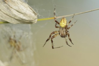 Four-spotted cross spider (Araneus quadratus), male, North Rhine-Westphalia, Germany