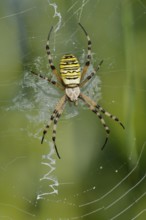 Wasp spider (Argiope bruennichi), female in web, North Rhine-Westphalia, Germany