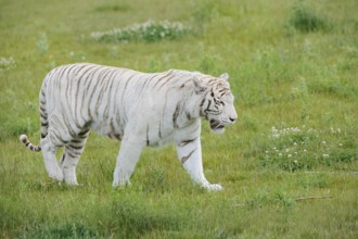 White Bengal tiger (Panthera tigris tigris) walking in a meadow, captive