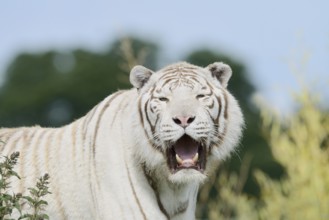 White Bengal Tiger (Panthera tigris tigris), portrait, captive