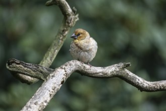 Hawfinch (Coccothraustes coccothraustes), Emsland, Lower Saxony, Germany