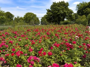 Flower bed with red bed rose (Rosaceae) red roses in rose garden of Grugapark, Essen, North