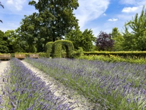 Lavender in bloom in Grugapark, Essen, North Rhine-Westphalia, Germany
