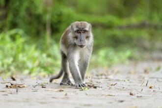 Javanese monkey (Macaca fascicularis), Kota Kinabatangan, Sabah, Malaysia