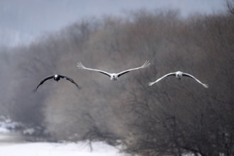 Manchurian cranes (Grus japonensis), in flight, Tsurui, Akan district, Hokkaido, Japan
