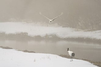 Manchurian crane (Grus japonensis), in flight, winter, snow, river, Tsurui, Akan district,