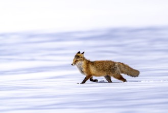 Ezo red fox (Vulpes vulpes schrencki), in the snow, Tsurui, Akan district, Hokkaido, Japan