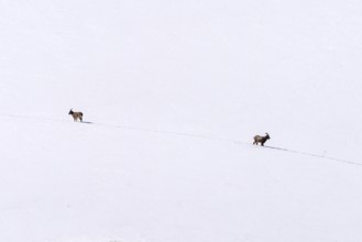 Siberian ibex (Capra sibirica), in the snow, running apart, Himalayas, Spitital, Kaza, Himachal