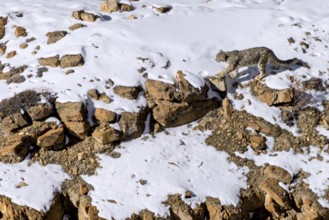 Snow leopard (Panthera uncia), in snow and scree, Himalayas, Spitital, Kaza, Himachal Pradesh,