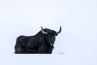 Yak (Bos mutus), in the snow, Himalayas, Spitital, Kaza, Himachal Pradesh, India