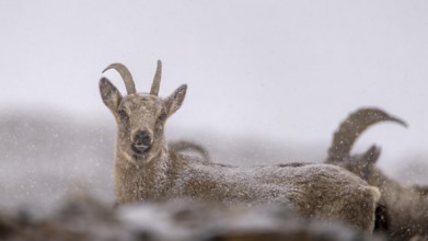 Siberian ibex (Capra sibirica), in snowfall, Himalayas, Spitital, Kaza, Himachal Pradesh, India