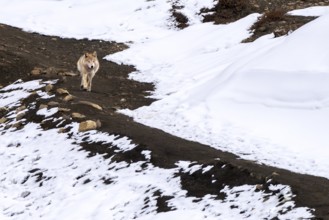 Tibetan wolf (Canis lupus chanco), snow, Himalayas, Spitital, Kaza, Himachal Pradesh, India