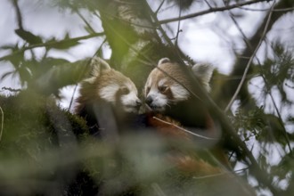 Western Red pandas (Ailurus fulgens), Singalila National Park, Gairibas, Jamuna, Koshi Province,