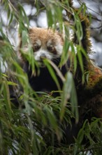 Western Red panda (Ailurus fulgens), feeding on bamboo, Singalila National Park, Gairibas, Jamuna,