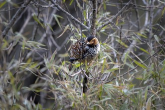 Forest Laughing Thrush (Ianthocincla ocellata), Singalila National Park, Singalila Forest,