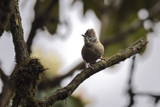 Nepali Tit Jay (Actinodura nipalensis), Singalila National Park, Singalila Forest, Darjeeling, West