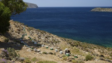 Row of beehives in stony surroundings with a view of the blue sea, chapel, small church, Agia