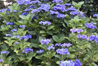 Blue hydrangea, (Hydrangea) in the garden, Schleswig-Holstein, Germany