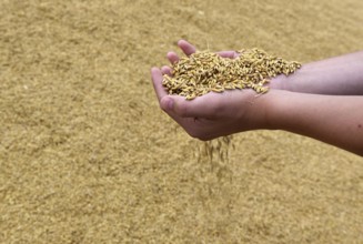 Hand with barley, grain