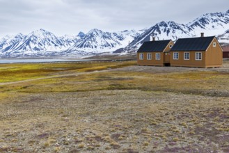Wooden house against a mountain backdrop, saxifrage (Saxifraga oppositifolia), saxifrage family