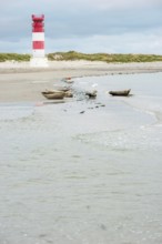 Several harbour seals (Phoca vitulina), seals, group, resting at low tide at the edge of the water,