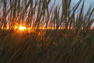 Intense red sunlight shimmering through tall grasses, warm atmosphere, European Marram Grass