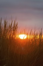 Intense red sunlight shimmers through tall grasses and creates a warm atmosphere, European Marram