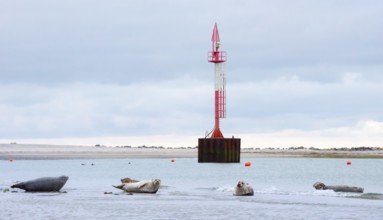 Several harbour seals (Phoca vitulina), seals lying on sandbank, group resting at low tide, calm