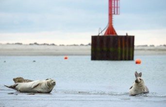Several harbour seals (Phoca vitulina), seals lying on sandbank, group resting at low tide, calm