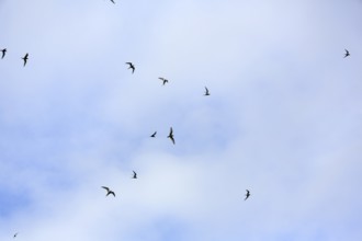 Arctic terns flying in a slightly cloudy sky, cumulus, full-size, Iceland