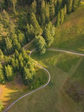 Green forest with clear paths, captured from a bird's eye view in warm light, Retro Freizeitpark