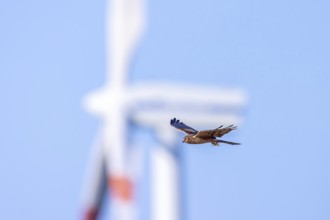 Montagu's harrier (Circus pygargus) migrating female flying past turning blades of windmill, wind